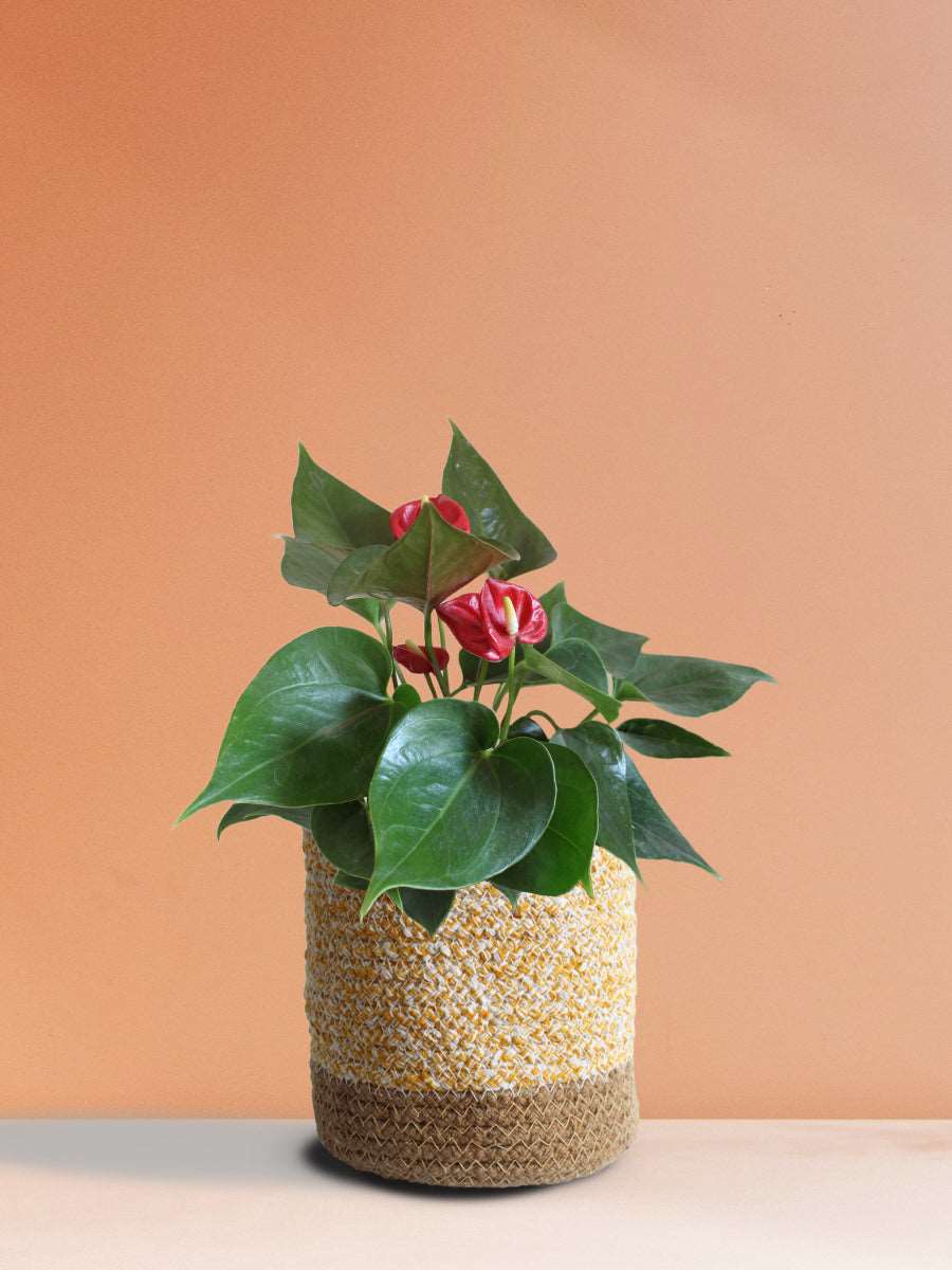 Anthurium Mini Red (Medium)