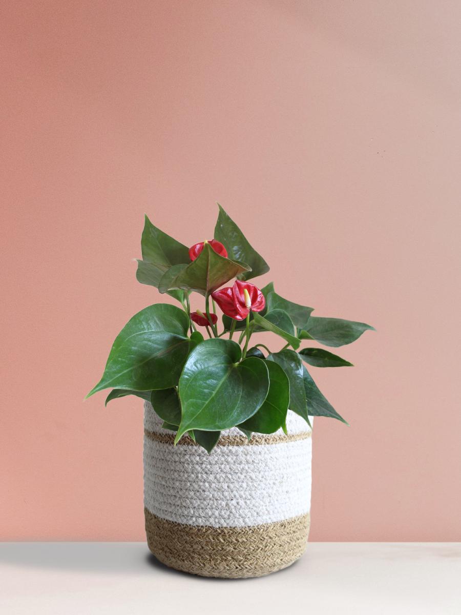 Anthurium Mini Red Plant Gift in Eco Pot (Medium)
