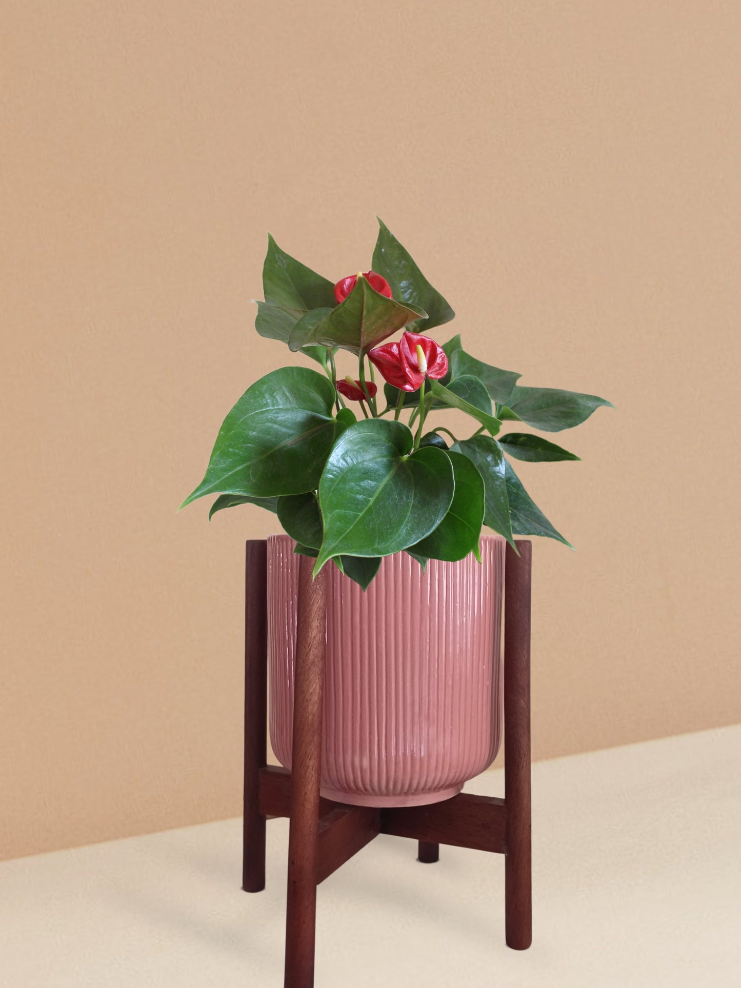 Anthurium Mini Red Plant in Ceramic Pot (Medium)