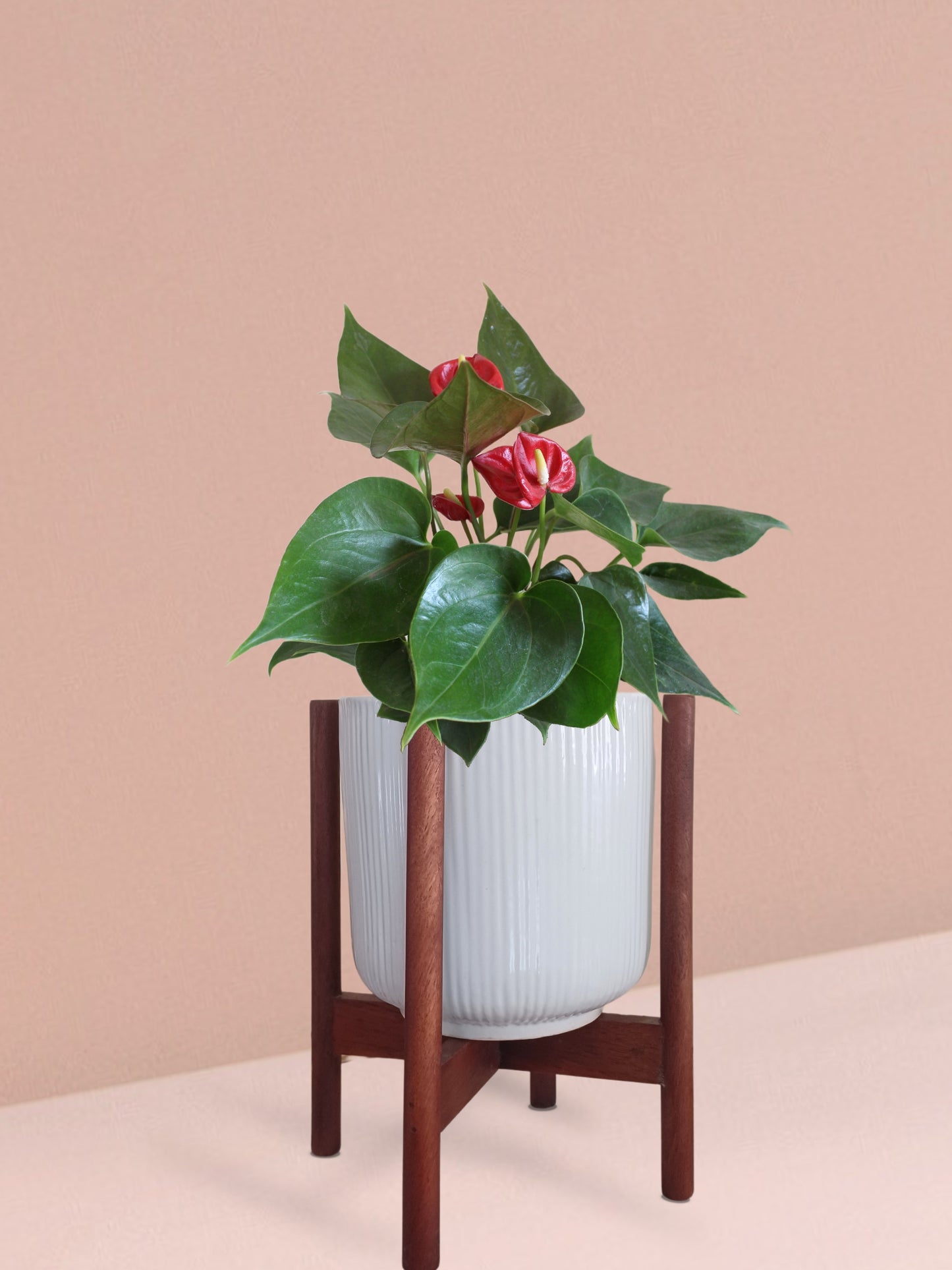 Anthurium Mini Red Plant in Ceramic Pot (Medium)