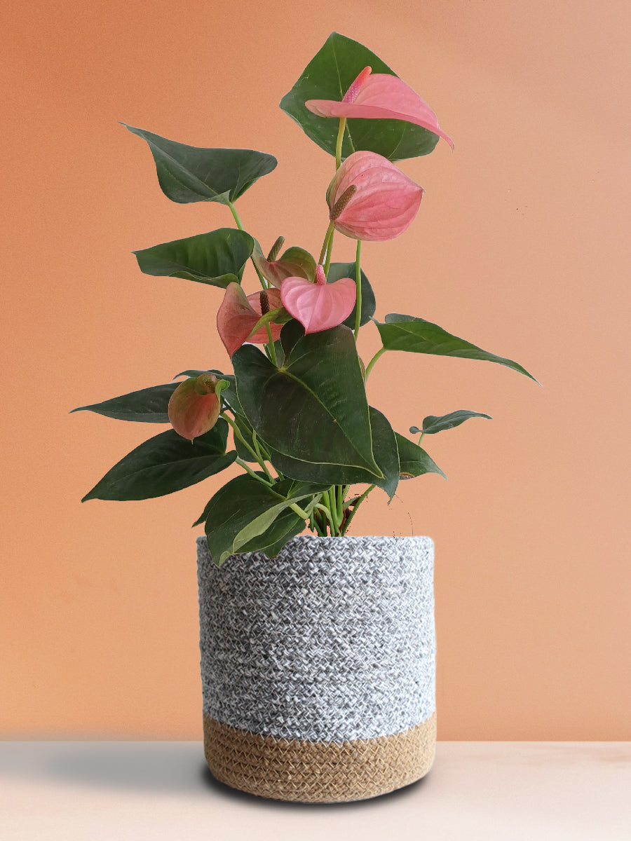 Anthurium Pink (Large)