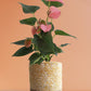 Anthurium Pink (Large)