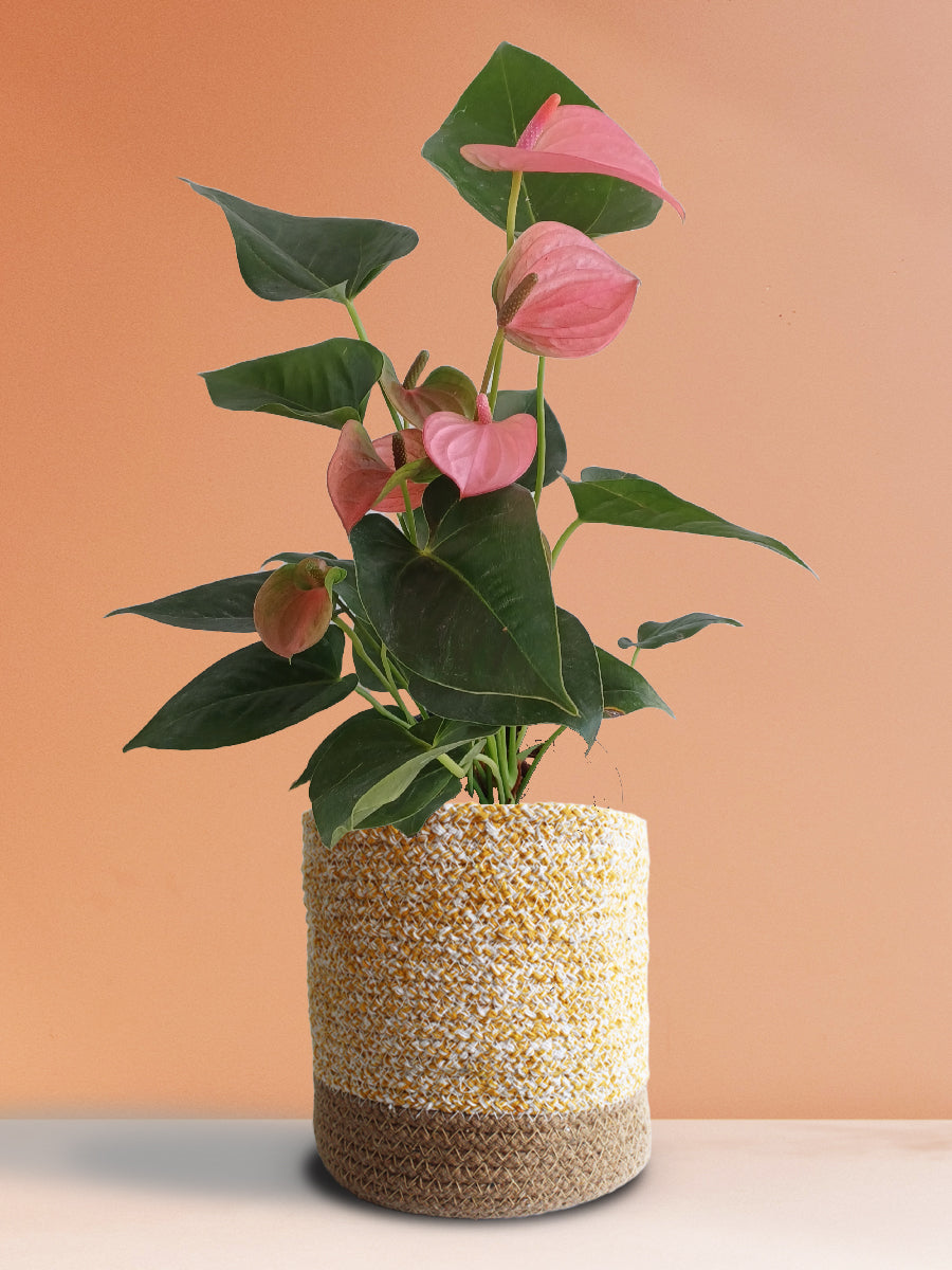 Anthurium Pink (Large)