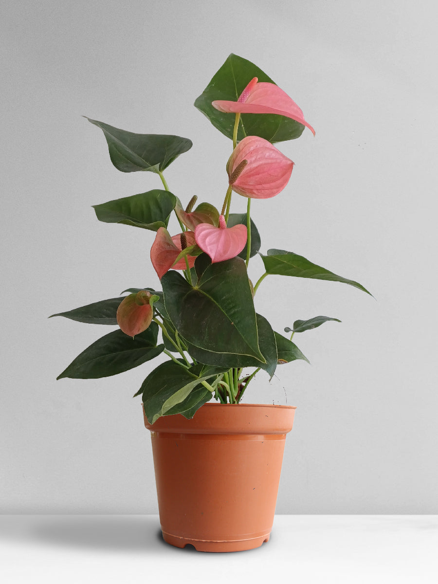 Anthurium Pink (Large)