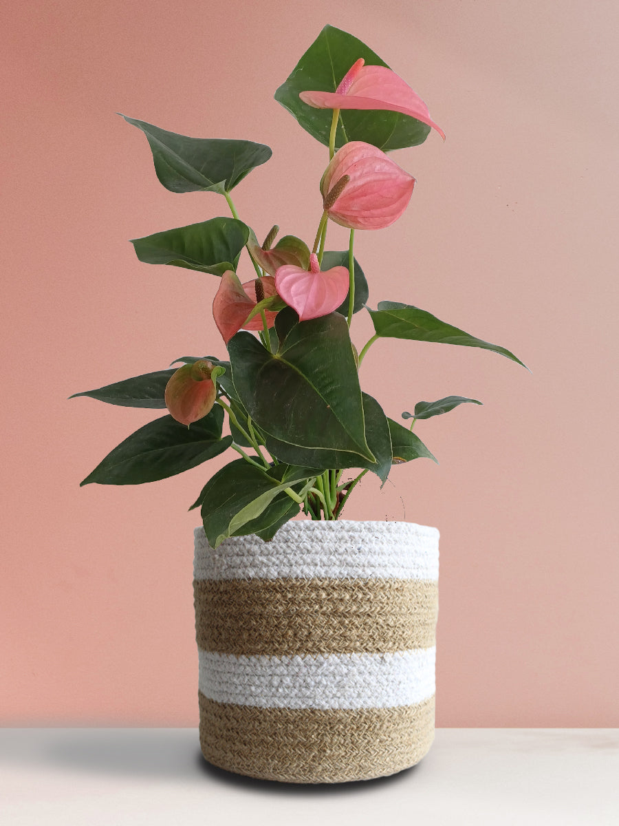 Anthurium Pink (Large)