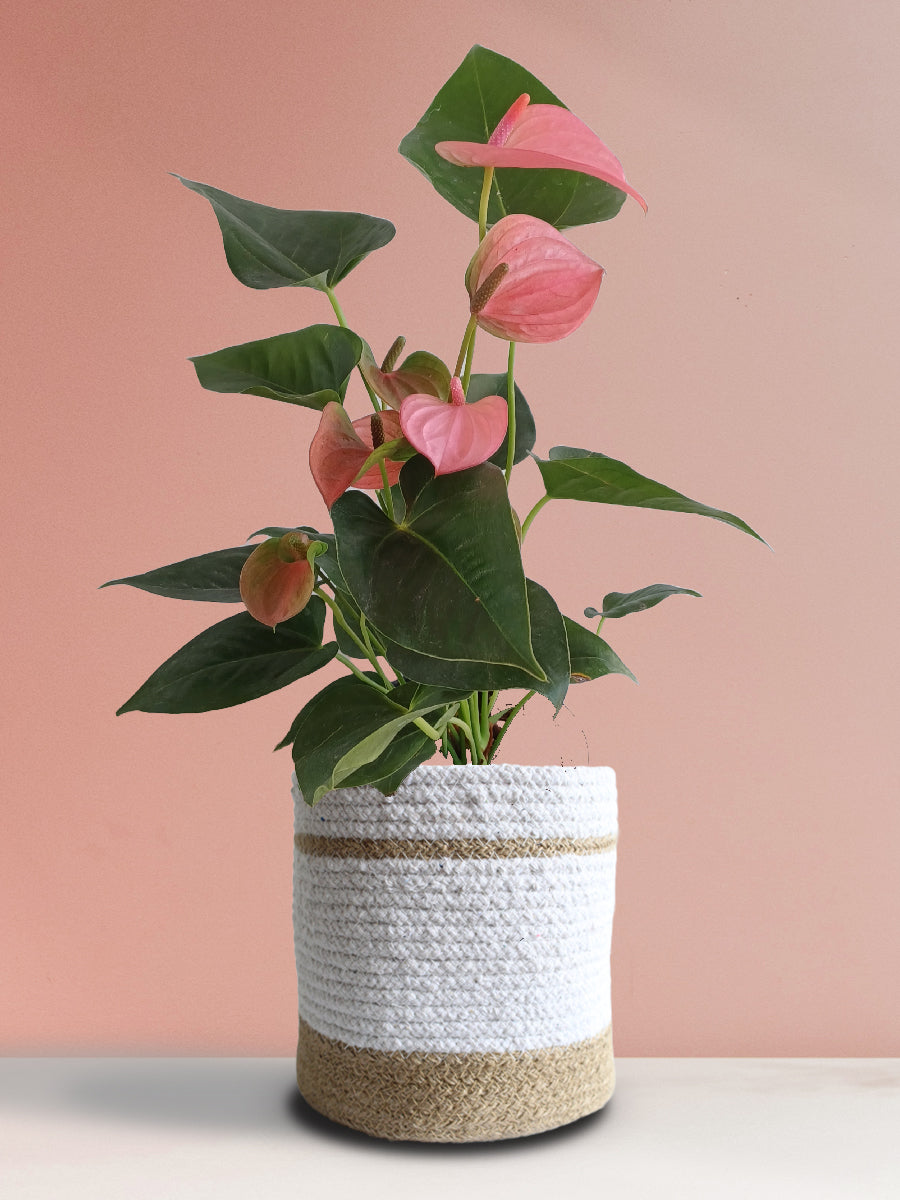 Anthurium Pink (Large)
