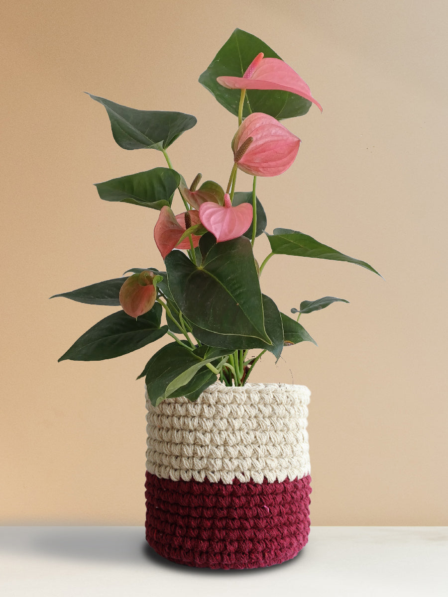 Anthurium Pink (Large)