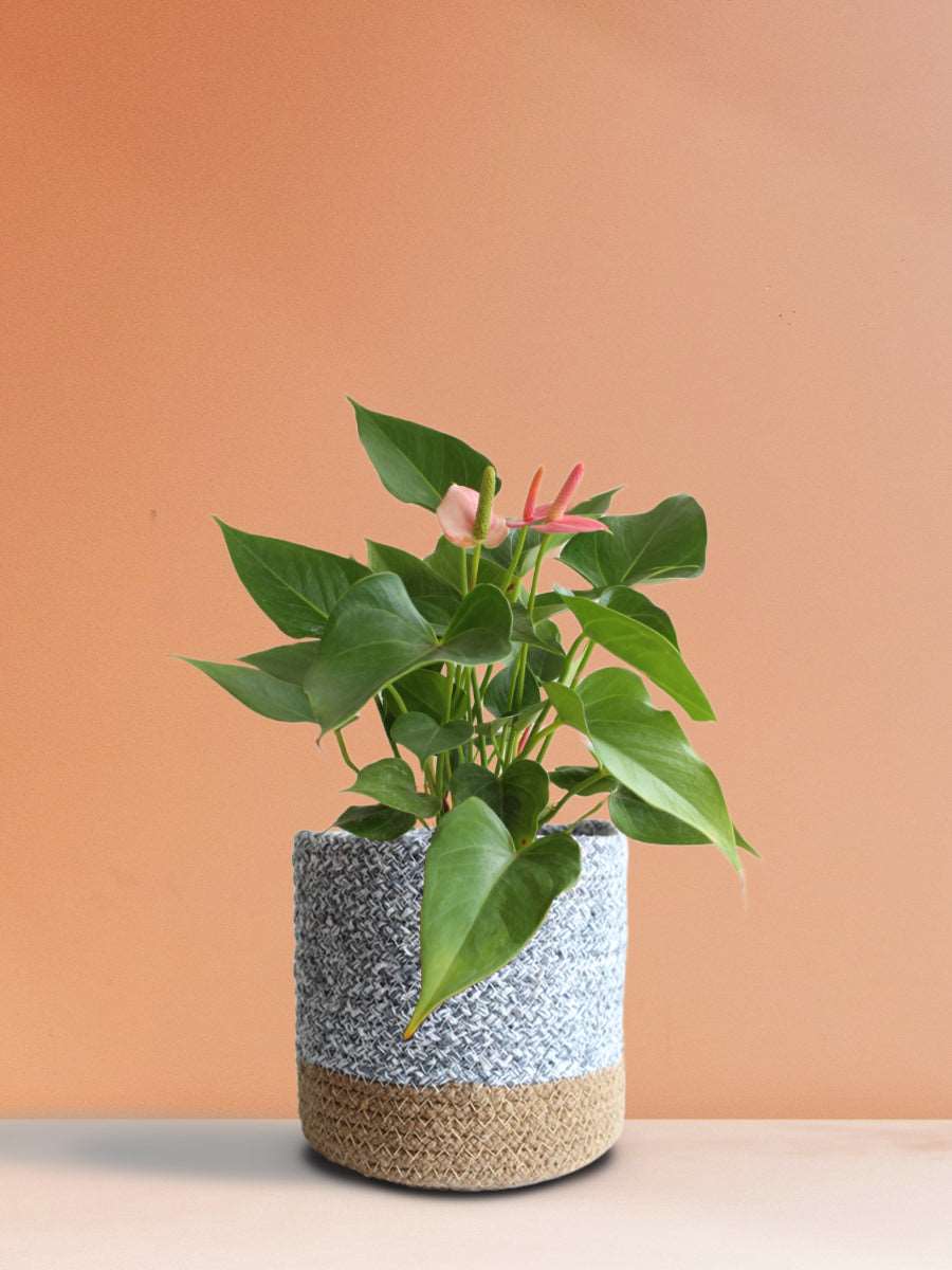 Anthurium Pink (Medium)