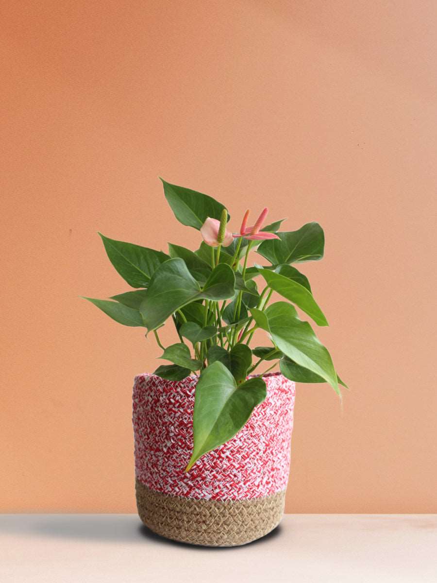 Anthurium Pink (Medium)