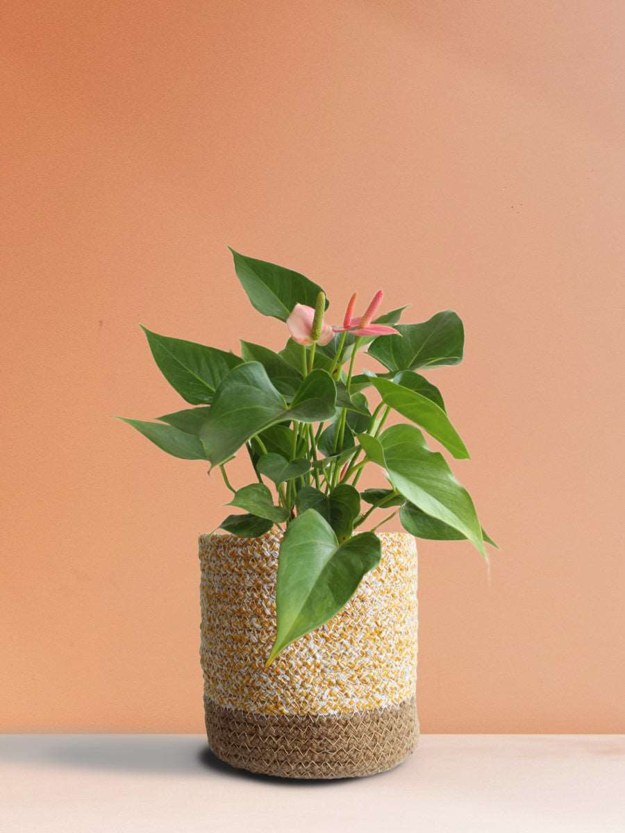 Anthurium Pink (Medium)