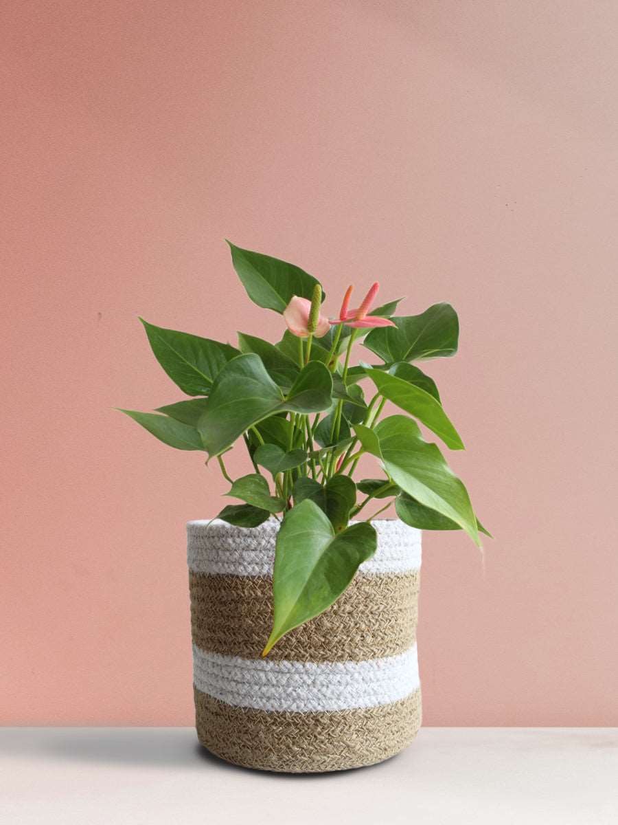 Anthurium Pink (Medium)