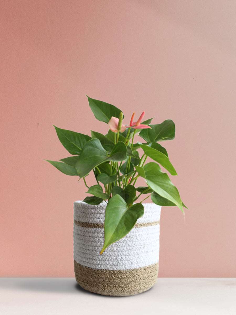 Anthurium Pink (Medium)