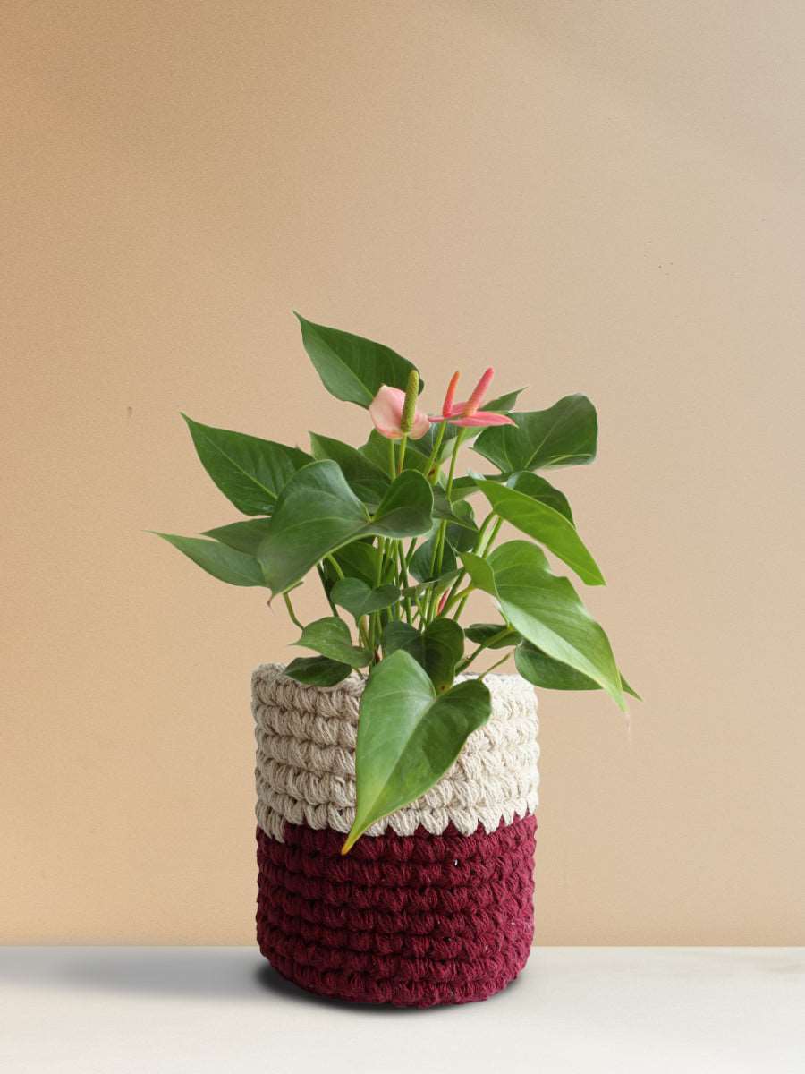 Anthurium Pink (Medium)