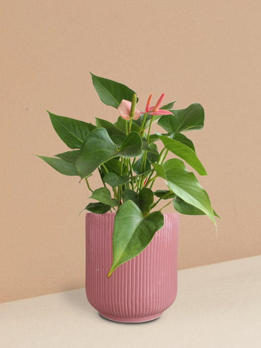 Anthurium Pink Plant in Ceramic Pot (Medium)