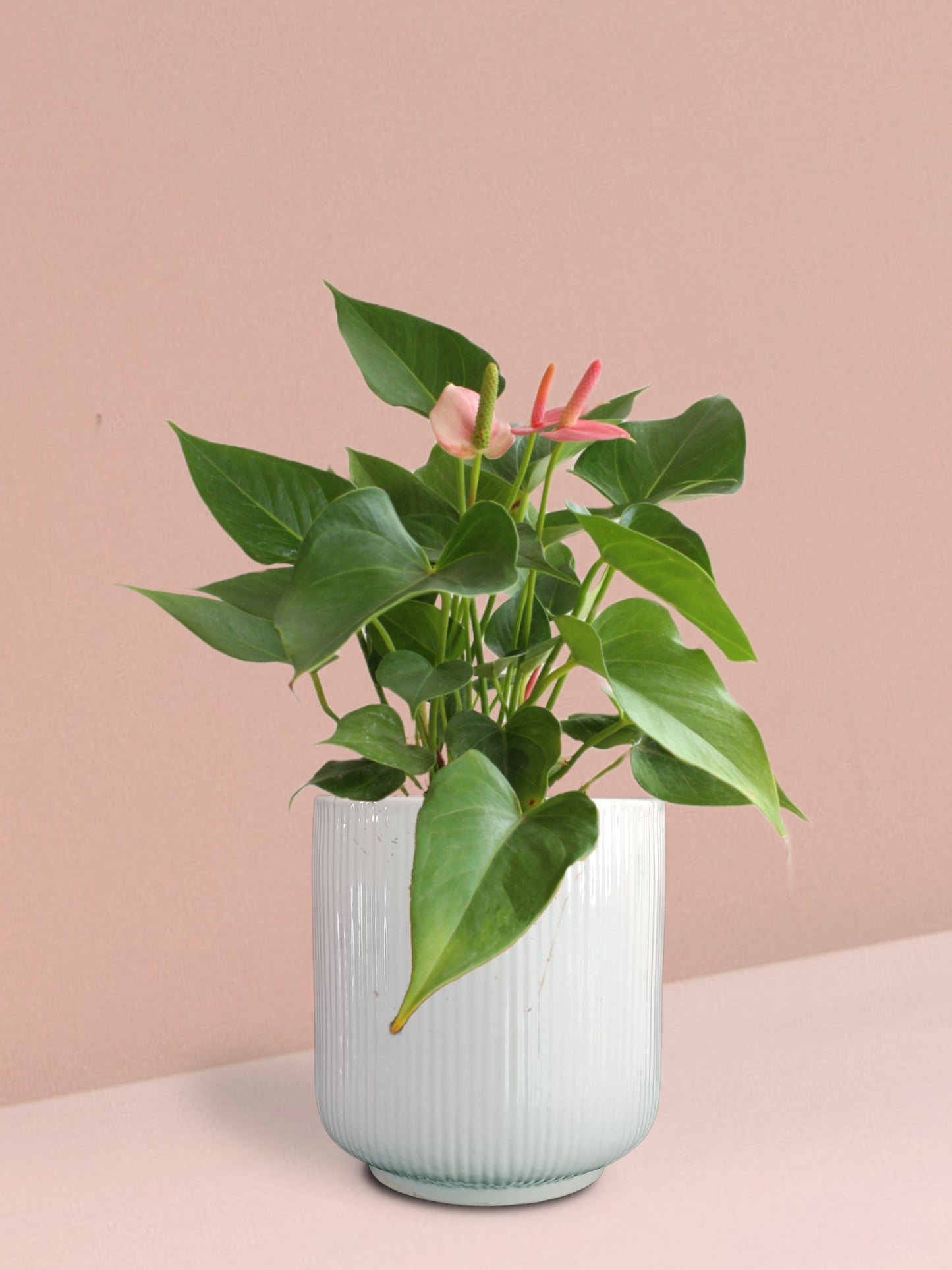 Anthurium Pink Plant in Ceramic Pot (Medium)