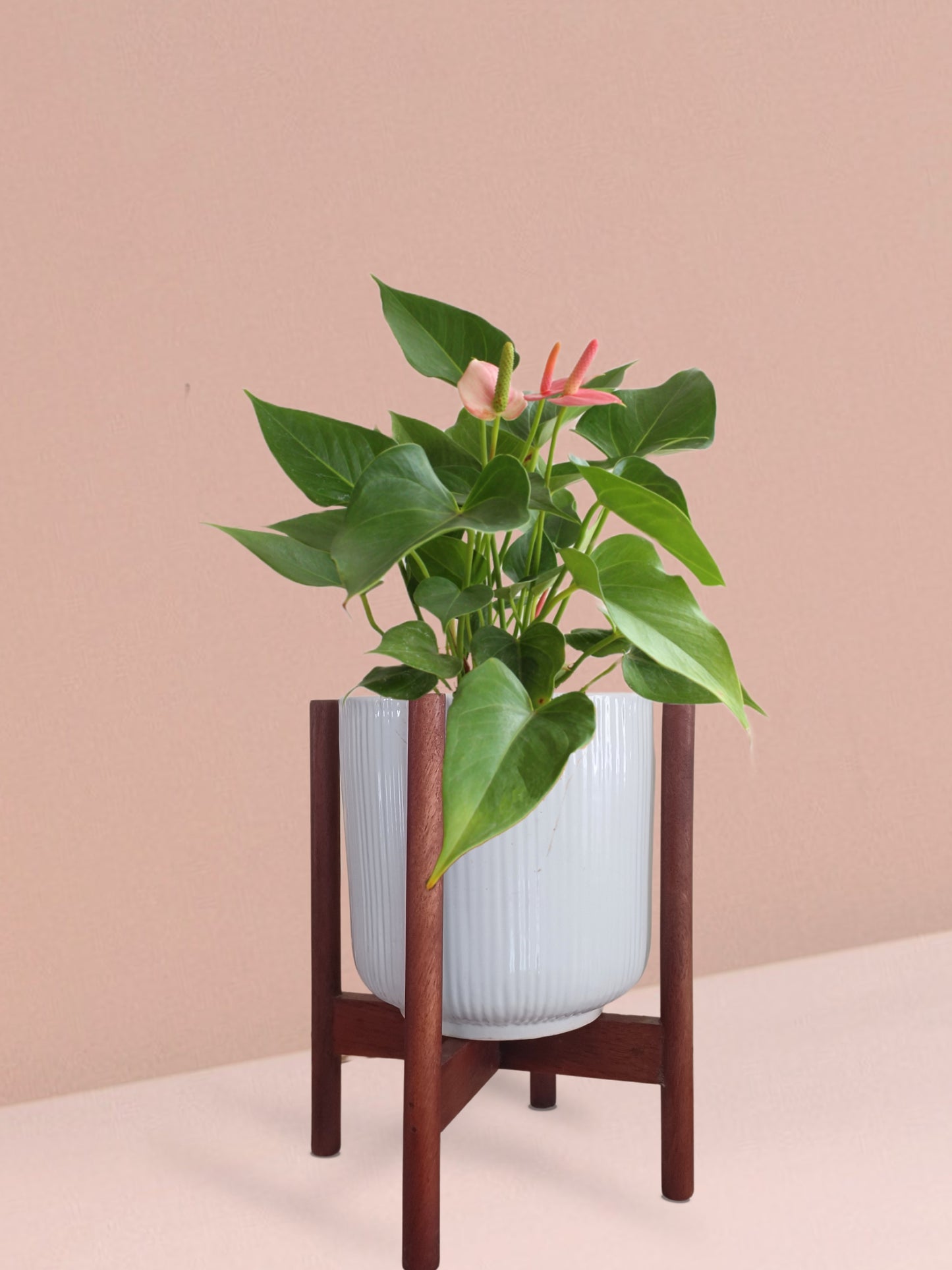 Anthurium Pink Plant in Ceramic Pot (Medium)