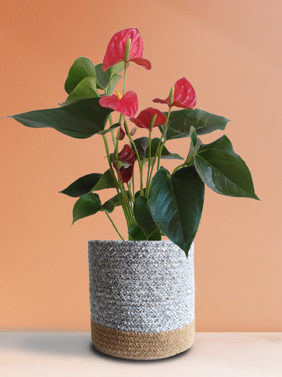 Anthurium Red (Large)