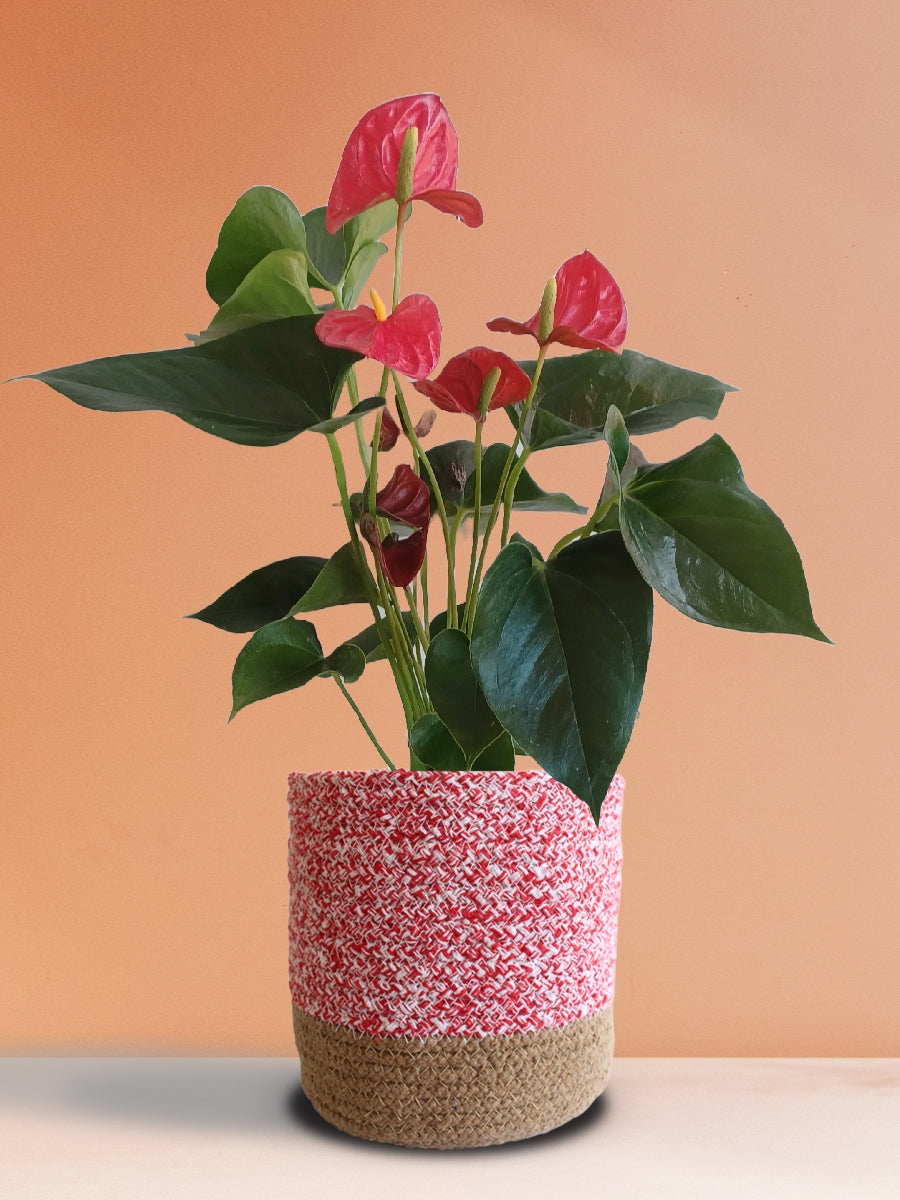 Anthurium Red (Large)