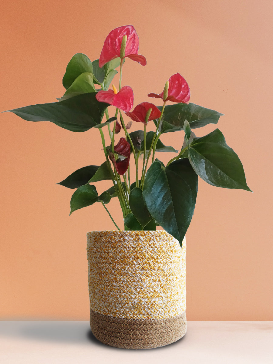 Anthurium Red (Large)