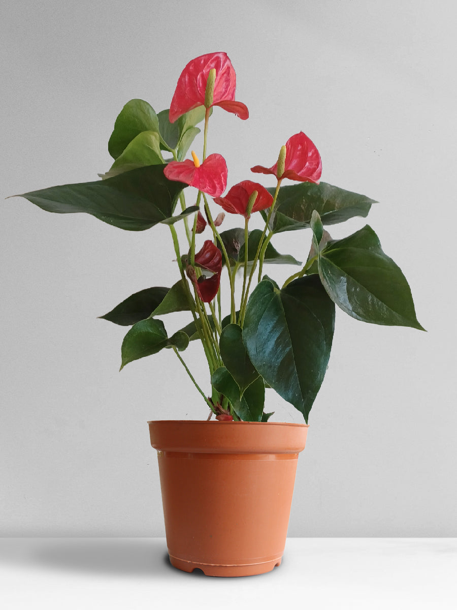 Anthurium Red (Large)
