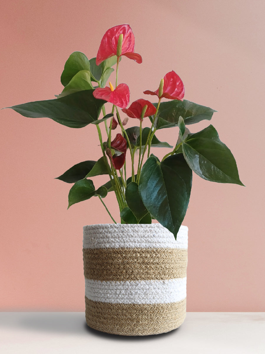 Anthurium Red (Large)