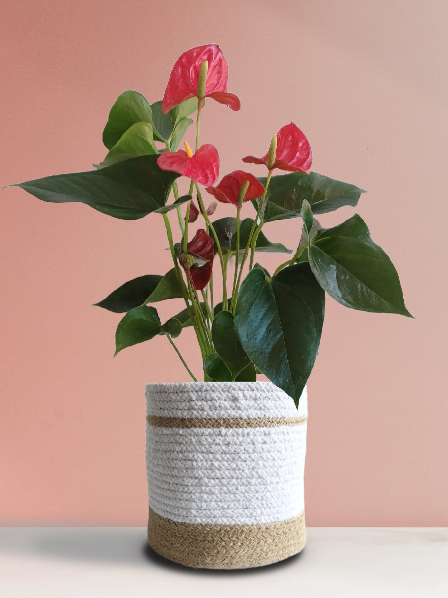 Anthurium Red (Large)