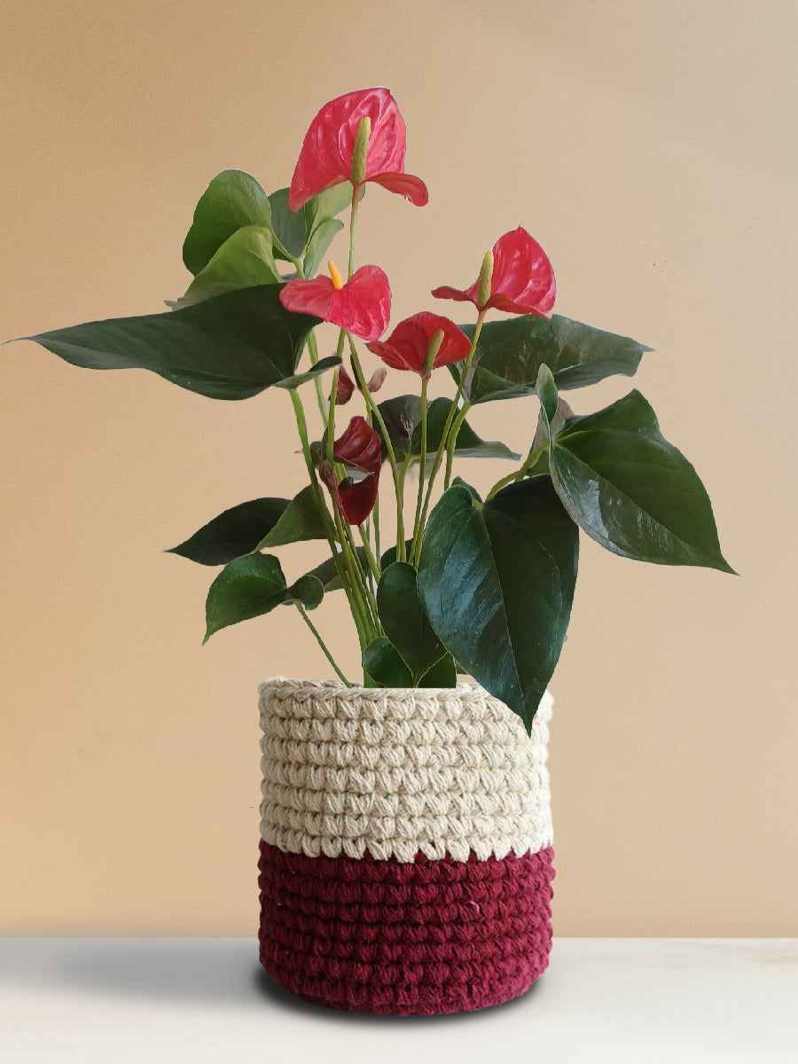 Anthurium Red (Large)