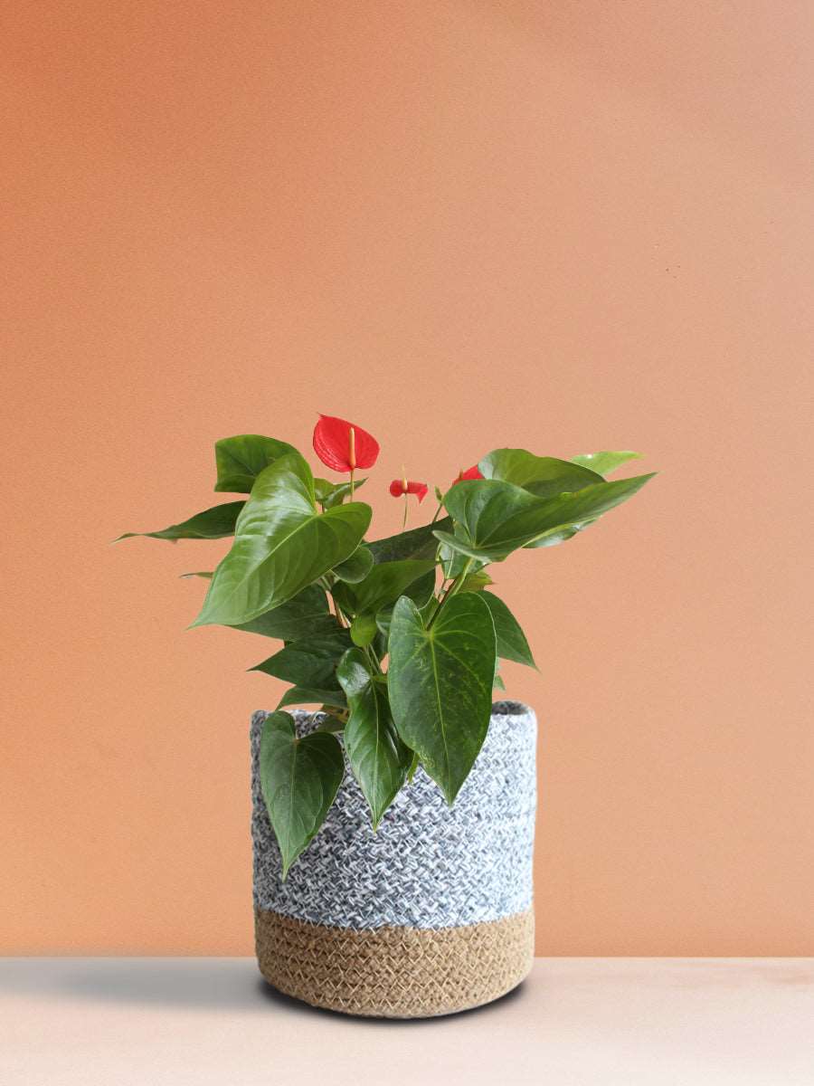 Anthurium Red (Medium)
