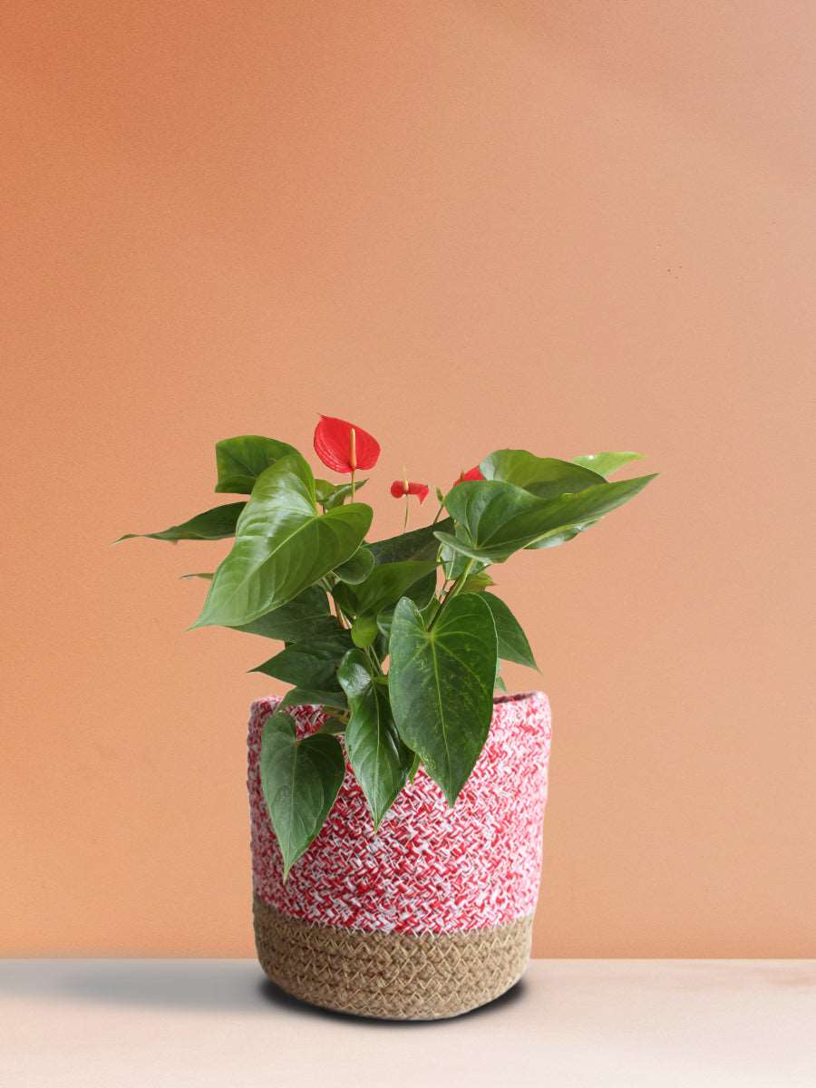 Anthurium Red (Medium)