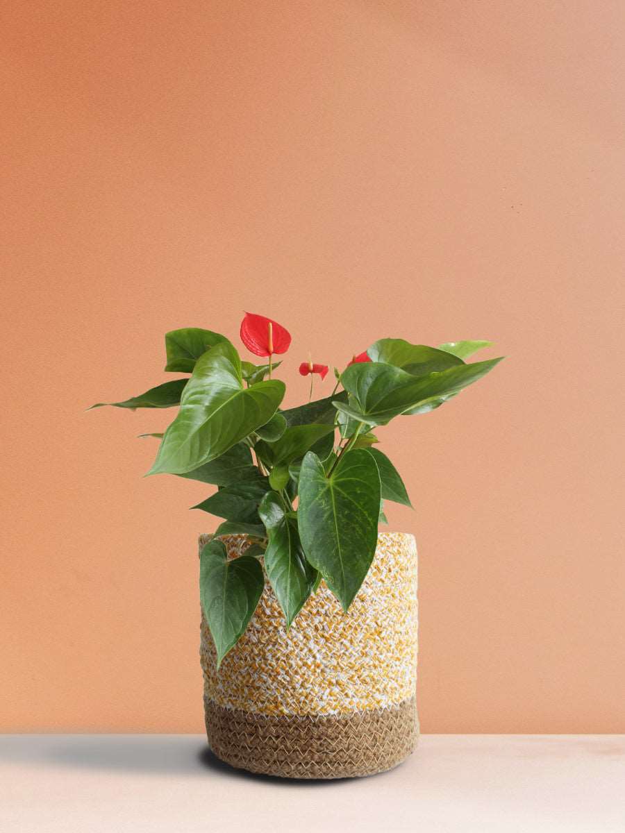 Anthurium Red (Medium)