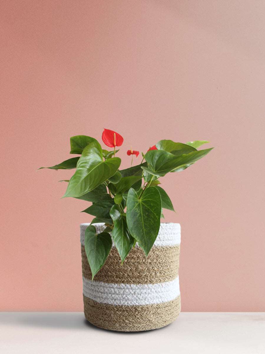 Anthurium Red (Medium)