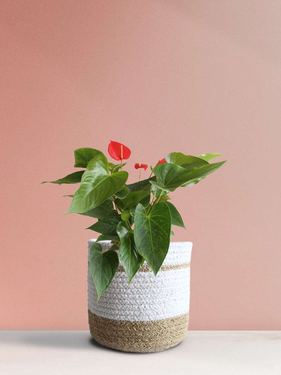 Anthurium Red (Medium)