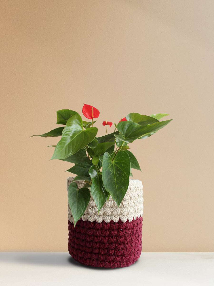 Anthurium Red (Medium)