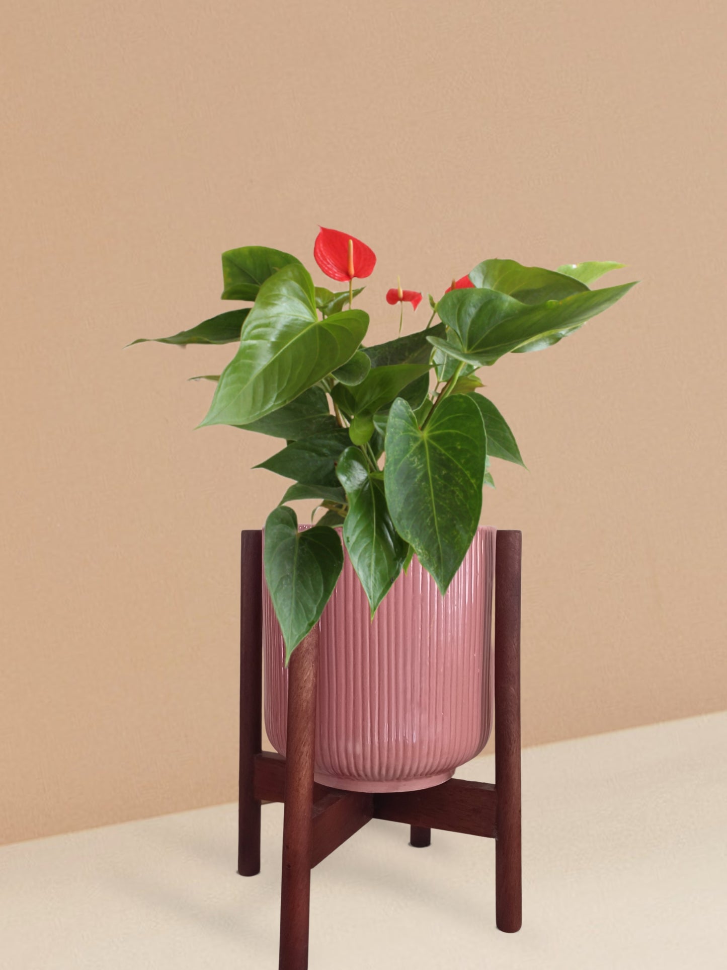 Anthurium Red Plant in Ceramic Pot (Medium)