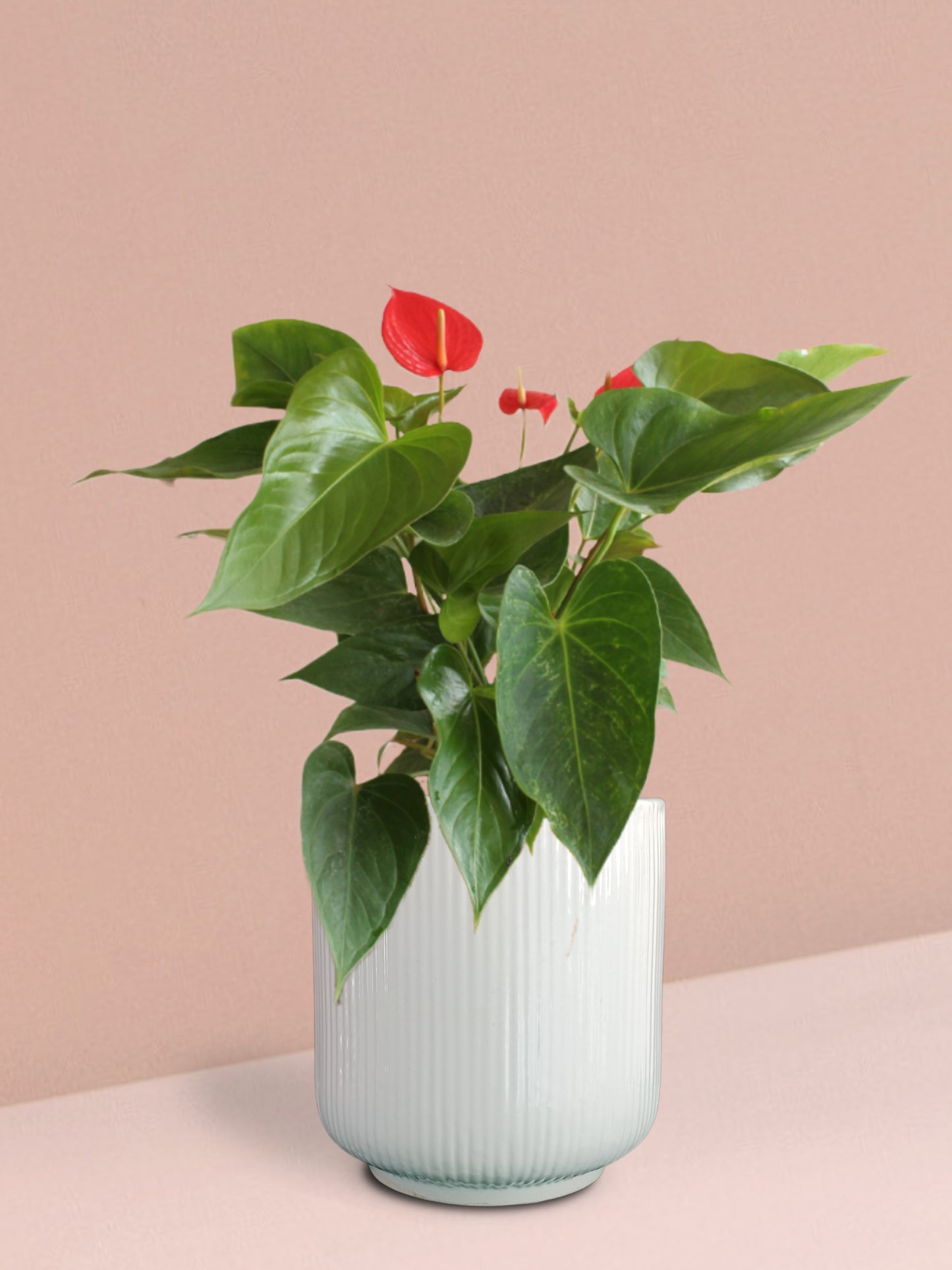 Anthurium Red Plant in Ceramic Pot (Medium)