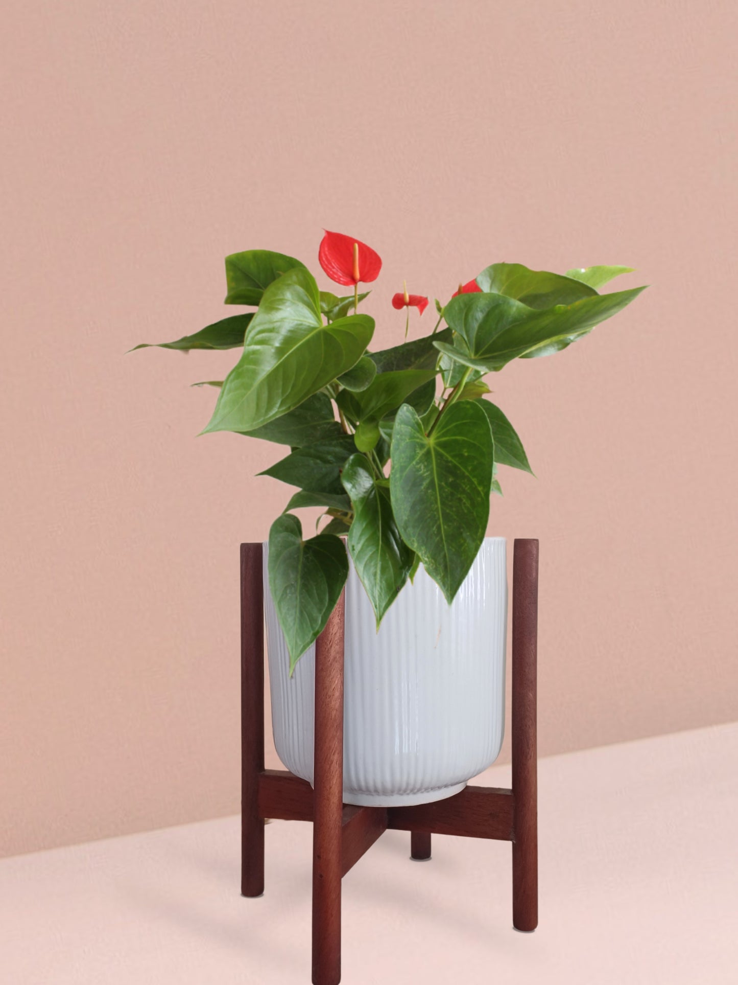 Anthurium Red Plant in Ceramic Pot (Medium)