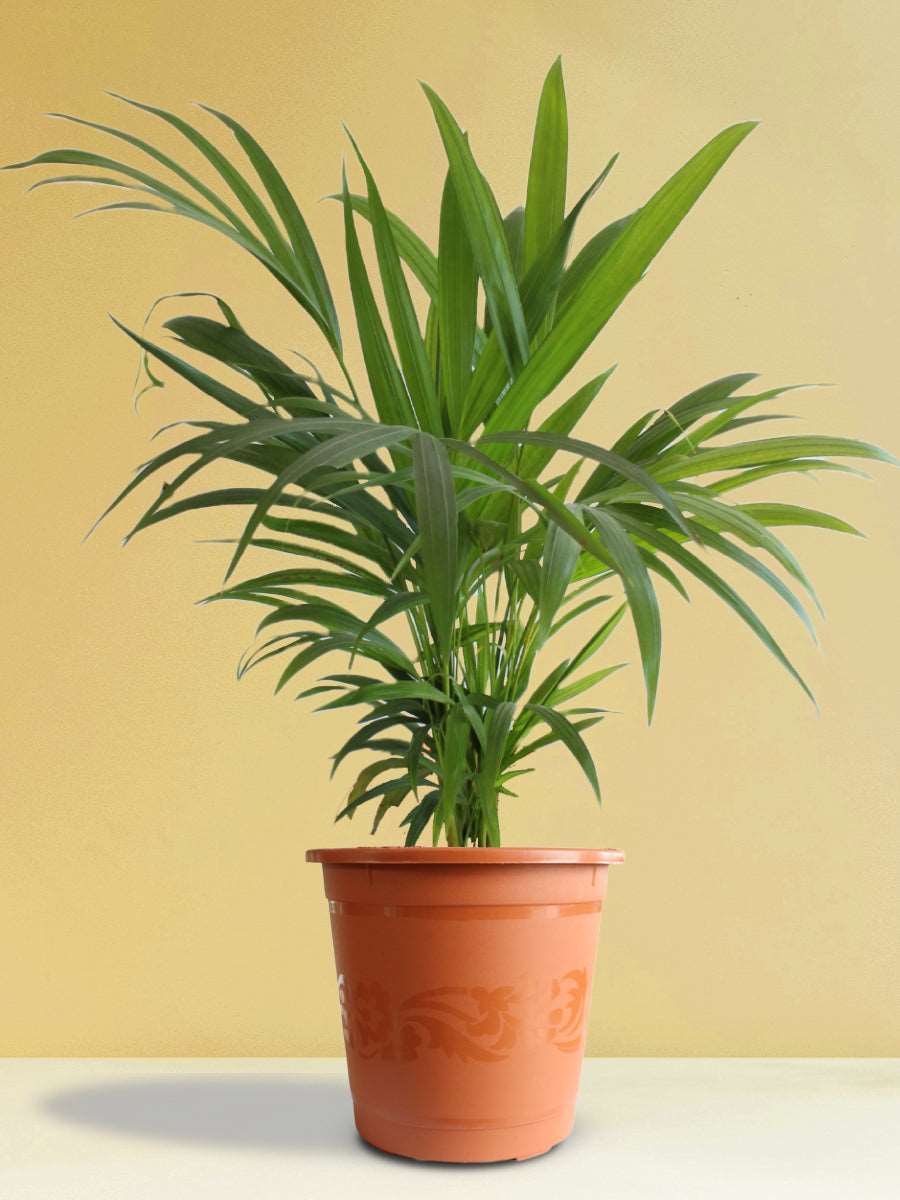 Areca Palm (X-Large)