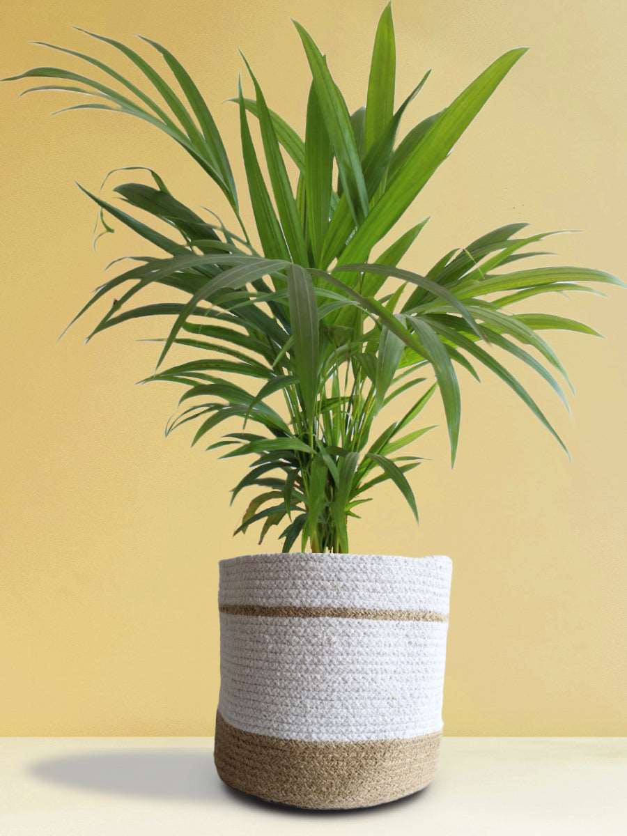 Areca Palm (X-Large)