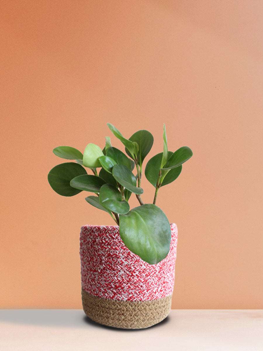 Baby Rubber Plant Green (Medium)