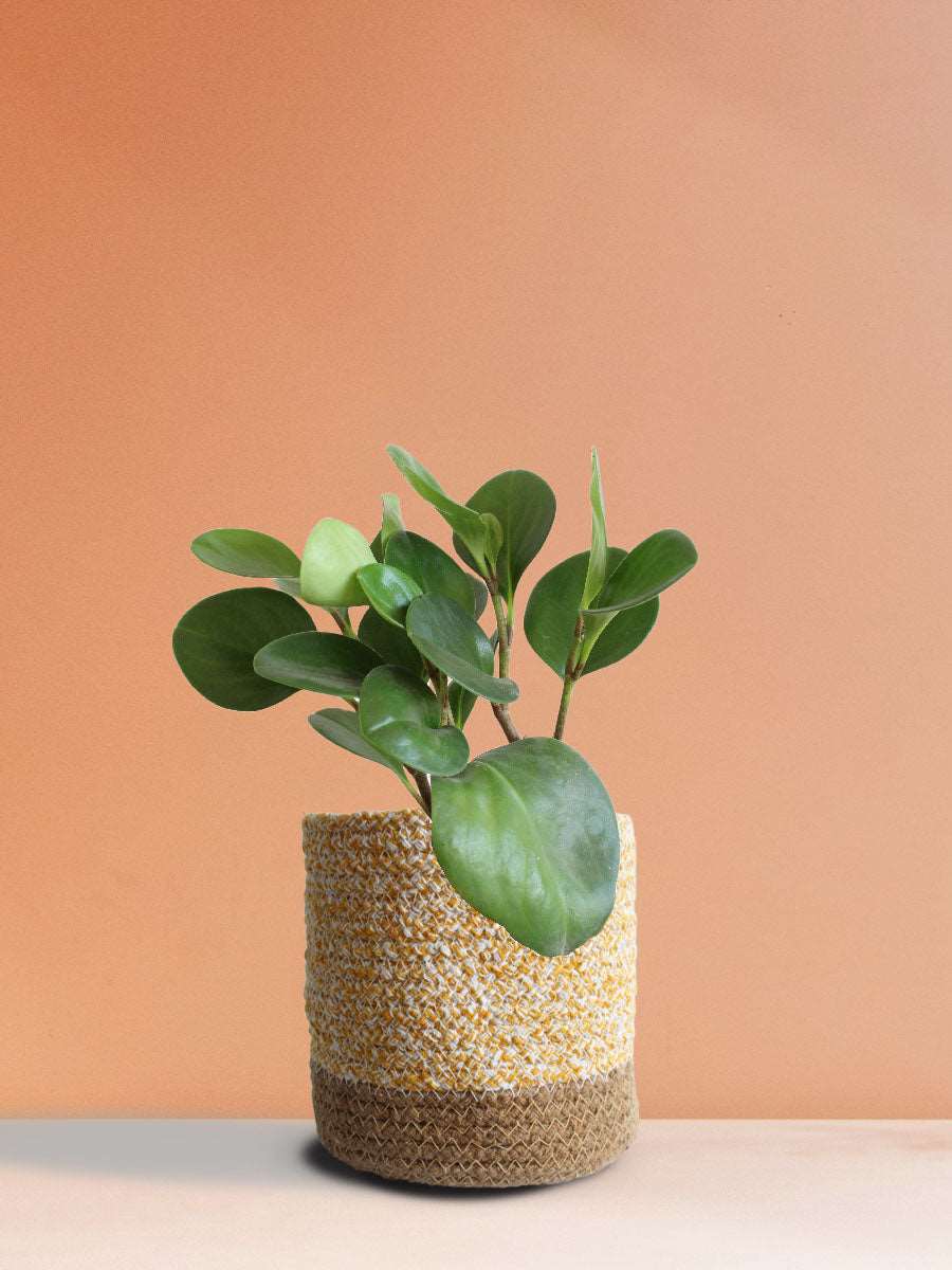 Baby Rubber Plant Green (Medium)