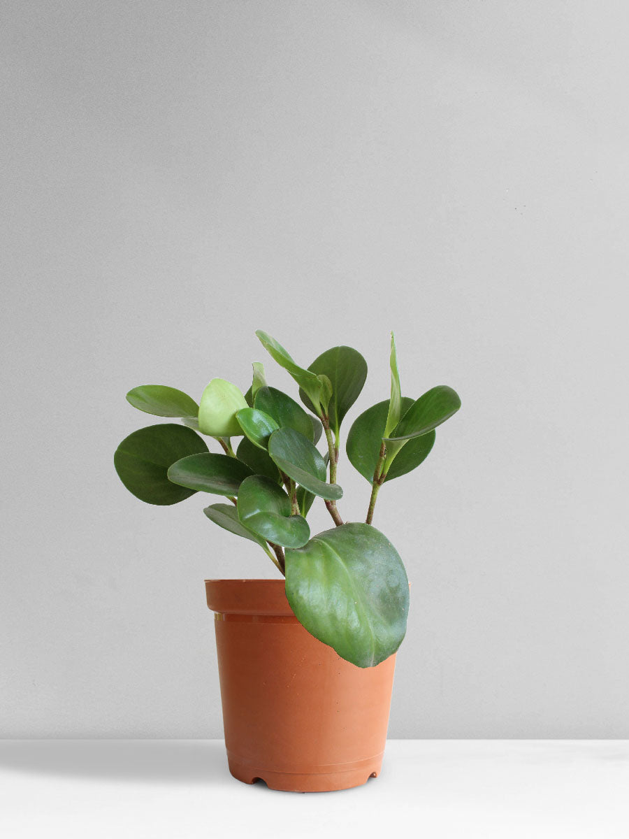 Baby Rubber Plant Green (Medium)