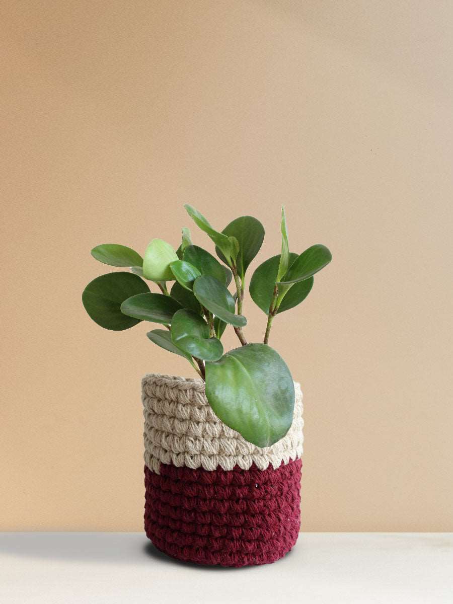 Baby Rubber Plant Green (Medium)