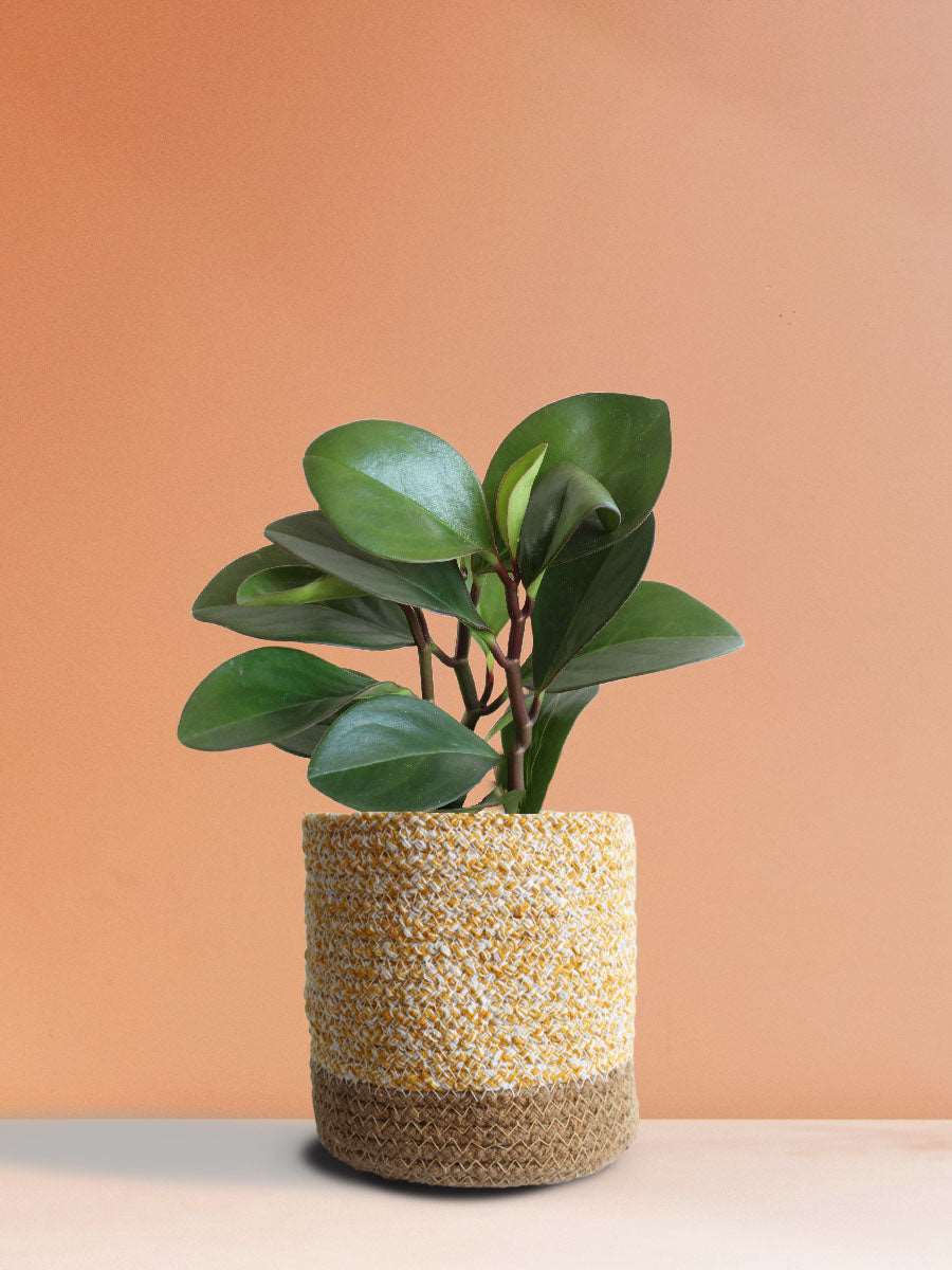 Baby Rubber Plant Red Edge (Medium)