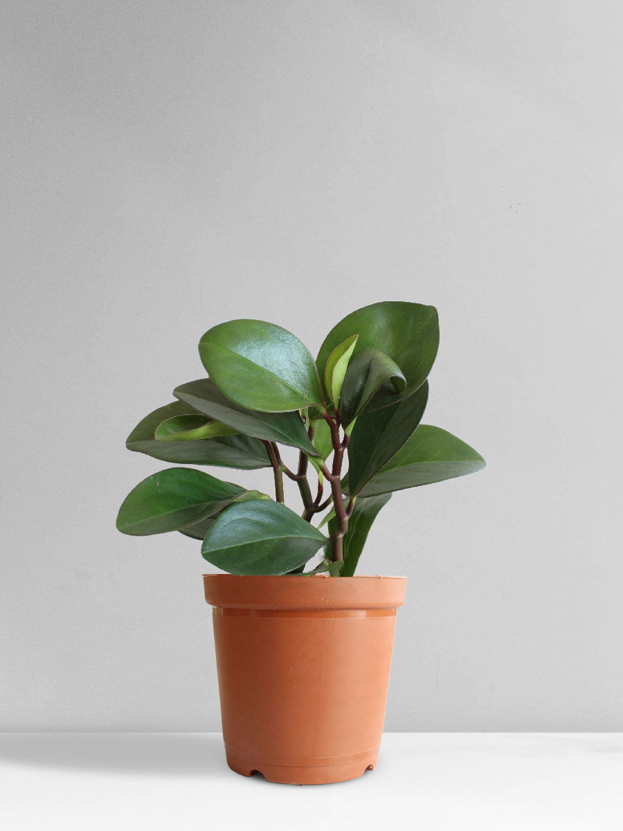Baby Rubber Plant Red Edge (Medium)