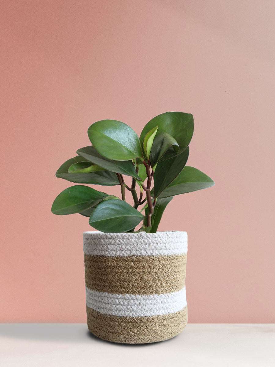 Baby Rubber Plant Red Edge (Medium)
