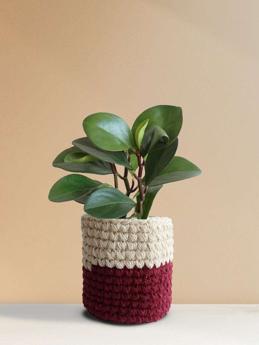 Baby Rubber Plant Red Edge (Medium)