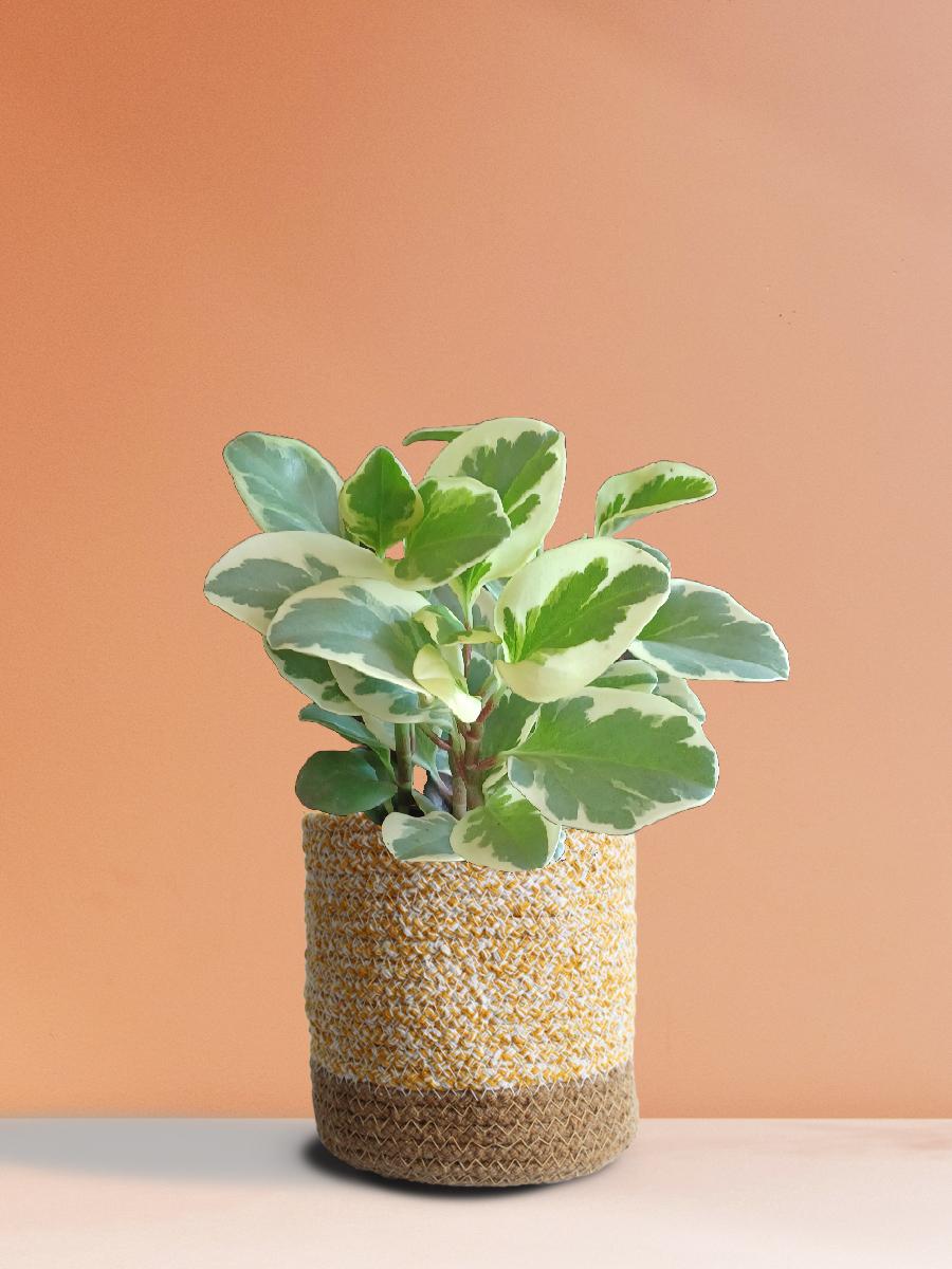 Baby Rubber Variegated Plant Gift in Eco Pot (Medium)