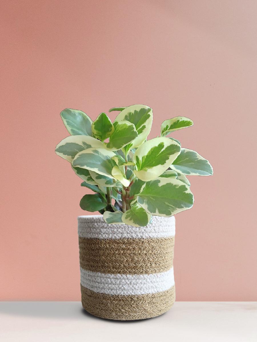Baby Rubber Variegated Plant Gift in Eco Pot (Medium)