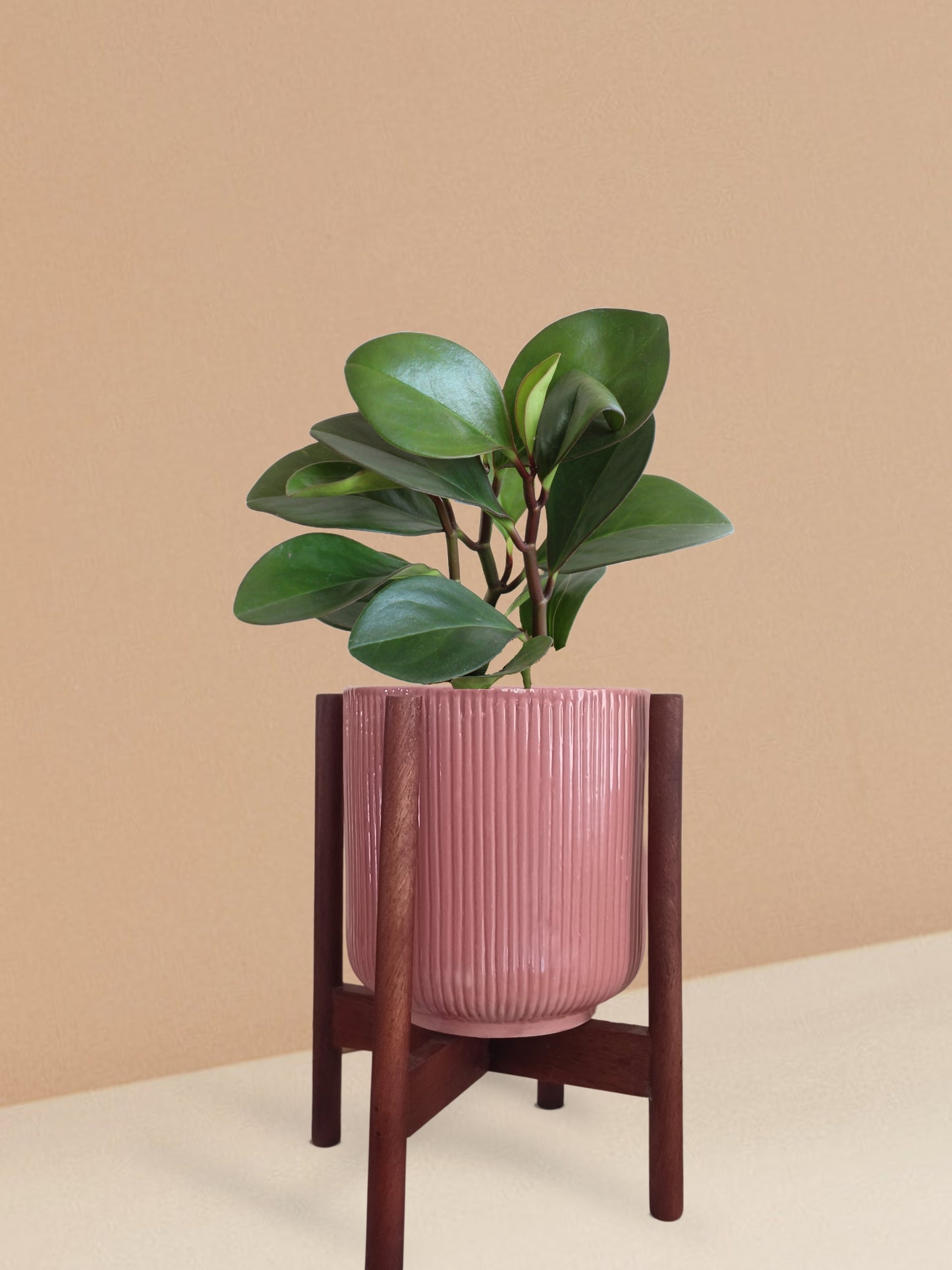 Baby Rubber Red Edge Plant in Ceramic Pot (Medium)