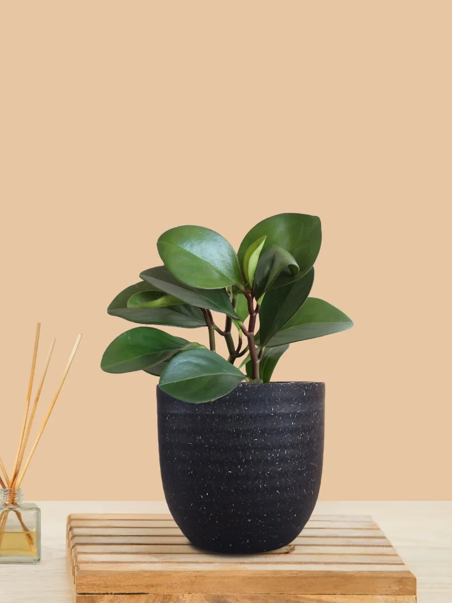 Baby Rubber Red Edge (Small) in Eco Pot